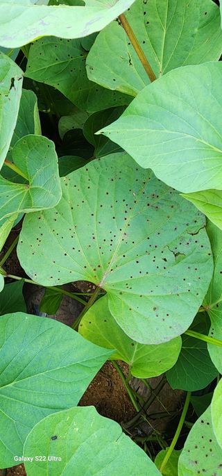 블루베리13111님의 고구마 · 병해충상담 작성글 사진