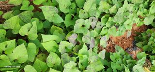 블루베리13111님의 고구마 · 병해충상담 작성글 사진