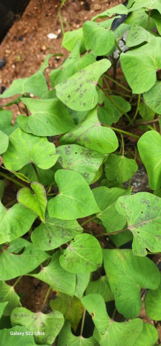 블루베리13111님의 고구마 · 병해충상담 작성글 사진