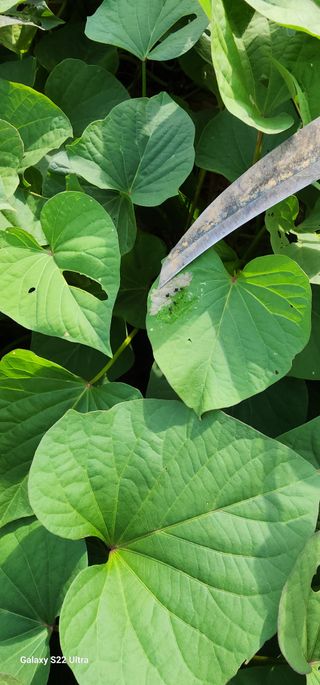 블루베리13111님의 고구마 · 병해충상담 작성글 사진