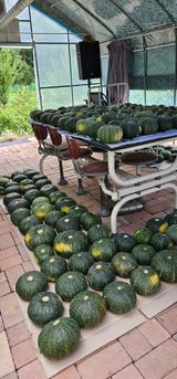 팜모닝 호박·자유게시판 게시글 이미지