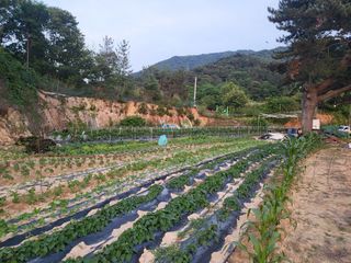 강남해님의 고추 · 자연재해•동물피해 작성글 사진