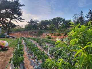 강남해님의 고추 · 자연재해•동물피해 작성글 사진