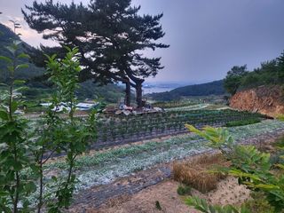 강남해님의 고추 · 자연재해•동물피해 작성글 사진