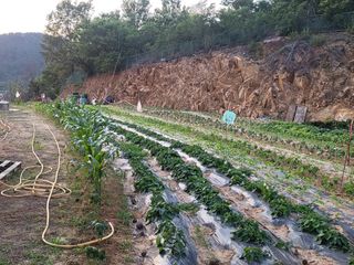 강남해님의 고추 · 자연재해•동물피해 작성글 사진
