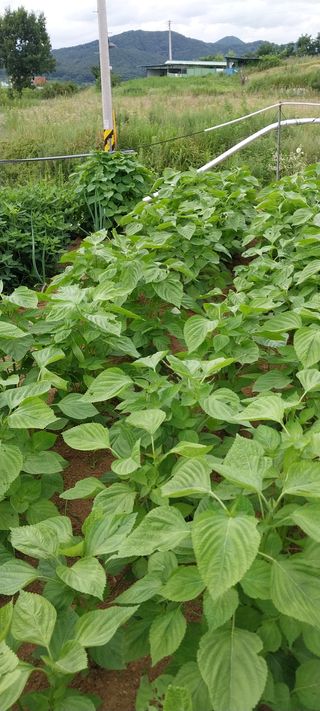 김동주님의 들깨 · 영농일지 작성글 사진