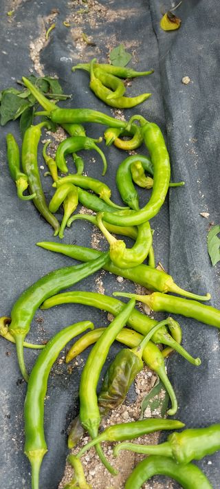 김동주님의 들깨 · 영농일지 작성글 사진