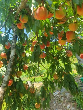 인생은 소풍처럼님의 복숭아 · 자유게시판 작성글 사진