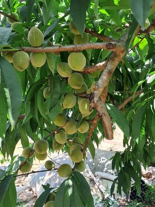 인생은 소풍처럼님의 복숭아 · 자유게시판 작성글 사진