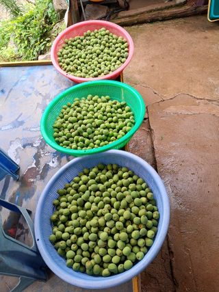 인생은 소풍처럼님의 복숭아 · 자유게시판 작성글 사진