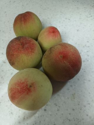 엄후남님의 복숭아 · 자유게시판 작성글 사진