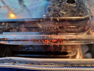 오디골님의 기타작물 · 병해충상담 작성글 사진