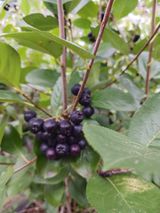 팜모닝 기타작물·영농일지 게시글 이미지