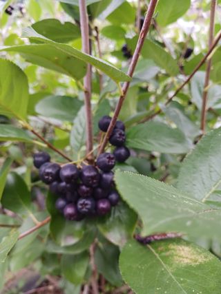 조정분(사랑이엄마)님의 기타작물 · 영농일지 작성글 사진