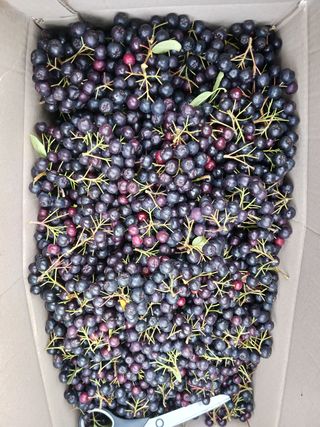 조정분(사랑이엄마)님의 기타작물 · 영농일지 작성글 사진