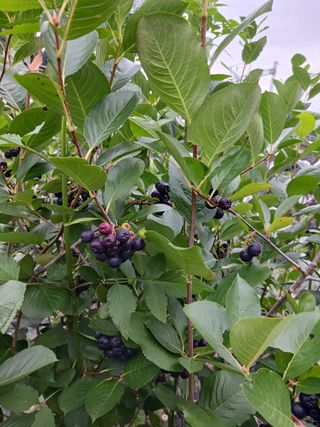 조정분(사랑이엄마)님의 기타작물 · 영농일지 작성글 사진