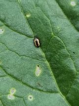 팜모닝 고추·병해충상담 게시글 이미지