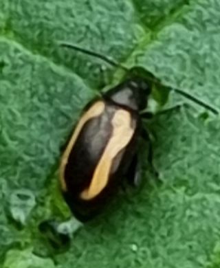 본아로니아님의 고추 · 병해충상담 작성글 사진