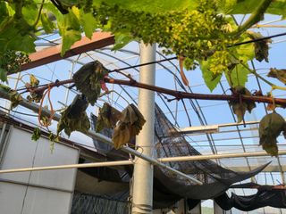 조재홍님의 포도 · 병해충상담 작성글 사진