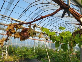 조재홍님의 포도 · 병해충상담 작성글 사진