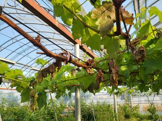 조재홍님의 포도 · 병해충상담 작성글 사진