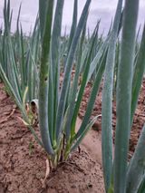 팜모닝 파·병해충상담 게시글 이미지