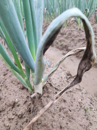 박정하님의 파 · 병해충상담 작성글 사진