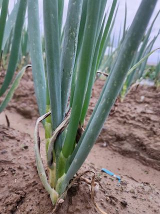 박정하님의 파 · 병해충상담 작성글 사진