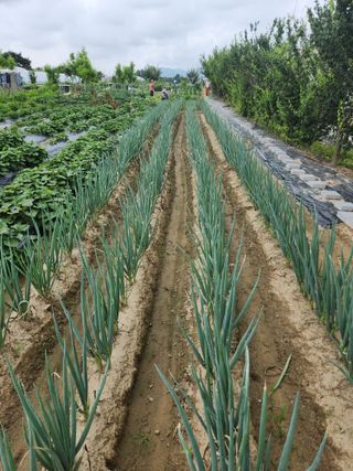 박정하님의 파 · 병해충상담 작성글 사진