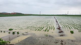 심지님의 수해 농가 응원 같이해요 · 참여 작성글 사진