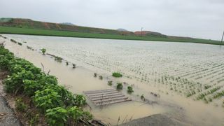 심지님의 수해 농가 응원 같이해요 · 참여 작성글 사진