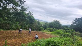 심지님의 수해 농가 응원 같이해요 · 참여 작성글 사진