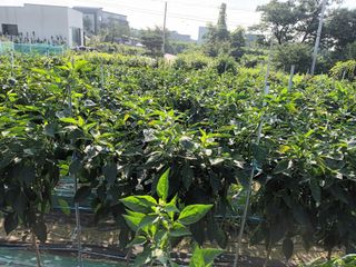 조낙용님의 고추 · 병해충상담 작성글 사진