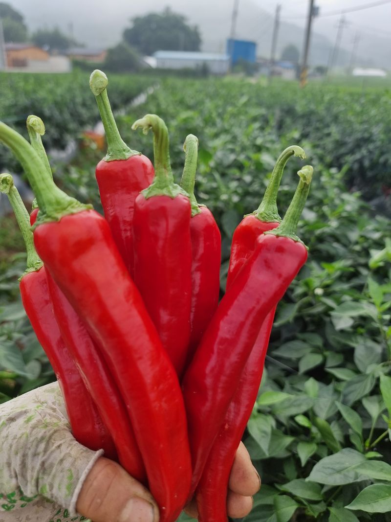 승현이네농님의 장터 판매 상품 [건고추 (1근600g)(꼭지무)] 첨부 사진