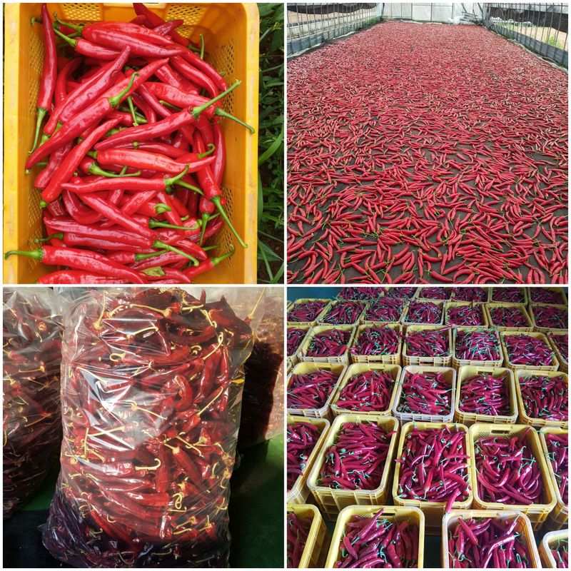 승현이네농님의 장터 판매 상품 [건고추 (1근600g)(꼭지무)] 첨부 사진