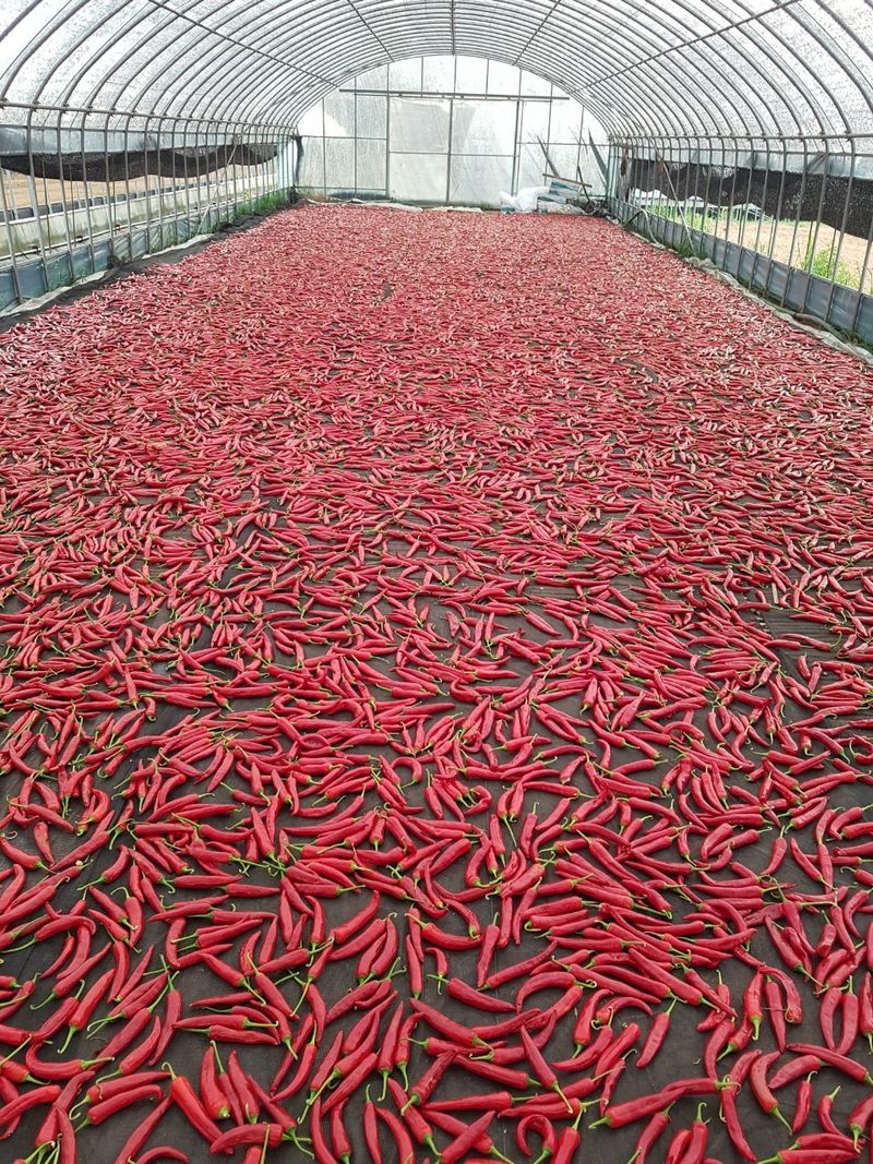 승현이네농님의 장터 판매 상품 [건고추 (1근600g)(꼭지무)] 첨부 사진