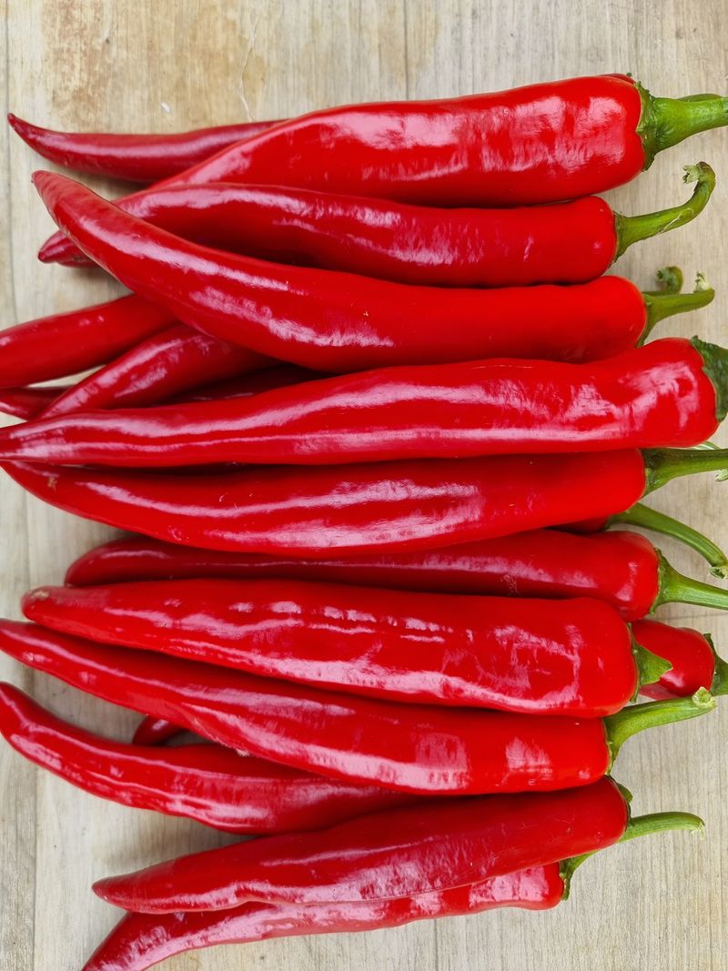 승현이네농님의 장터 판매 상품 [건고추 (1근600g)(꼭지무)] 첨부 사진