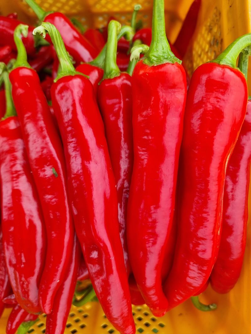 승현이네농님의 장터 판매 상품 [건고추 (1근600g)(꼭지무)] 첨부 사진