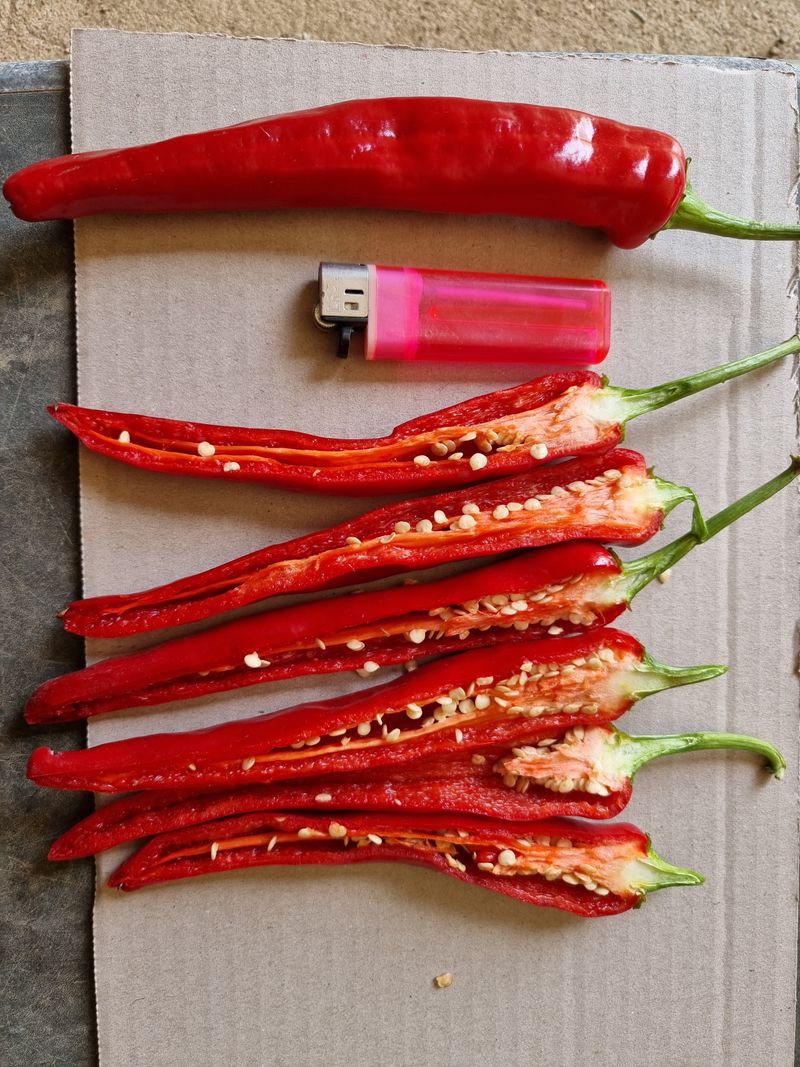 승현이네농님의 장터 판매 상품 [건고추 (1근600g)(꼭지무)] 첨부 사진