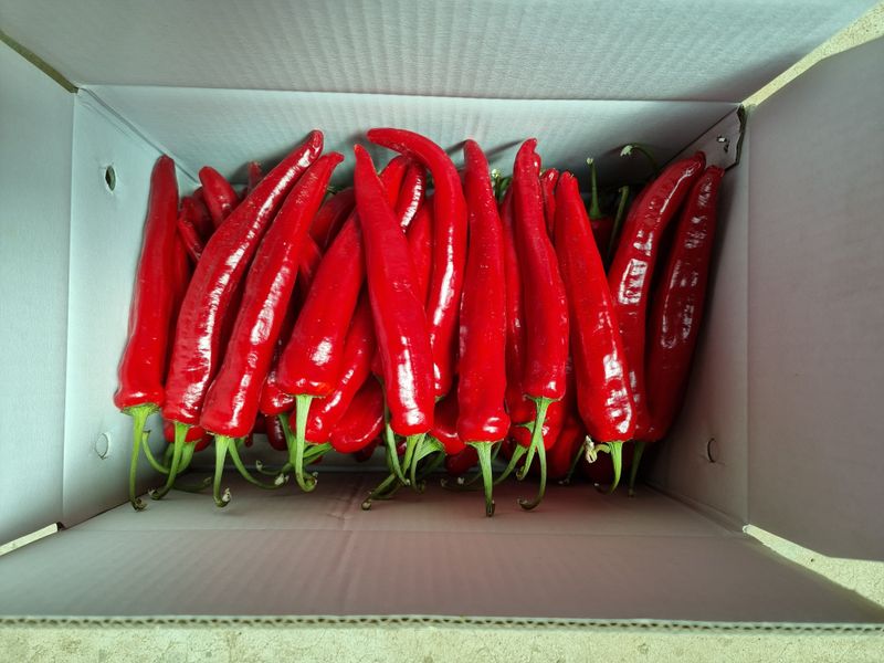 승현이네농님의 장터 판매 상품 [건고추 (1근600g)(꼭지무)] 첨부 사진