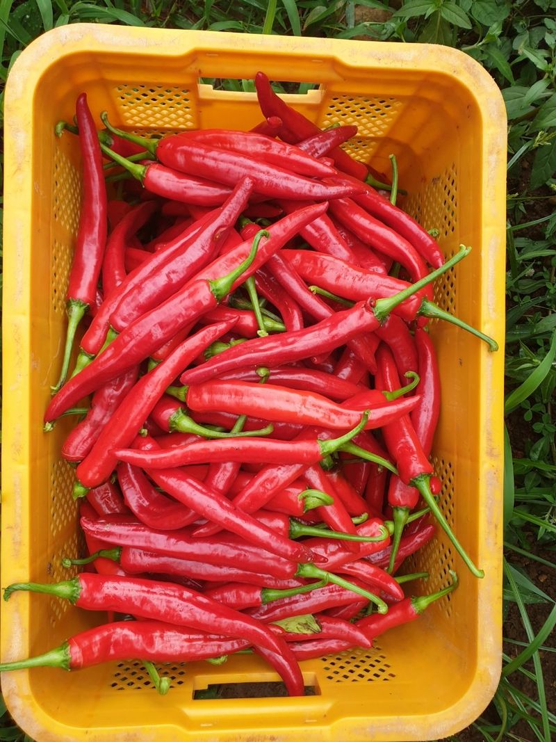 승현이네농님의 장터 판매 상품 [건고추 (1근600g)(꼭지무)] 첨부 사진