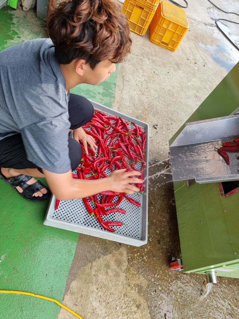 승현이네농님의 장터 판매 상품 [건고추 (1근600g)(꼭지무)] 첨부 사진