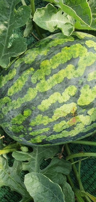 솔봄님의 기타작물 · 병해충상담 작성글 사진