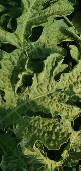 팜모닝 기타작물·병해충상담 게시글 이미지