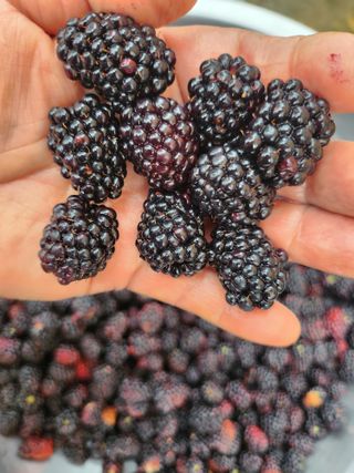 두학황토집님의 자유주제 · 자유게시판 작성글 사진