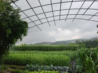 두학황토집님의 자유주제 · 자유게시판 작성글 사진