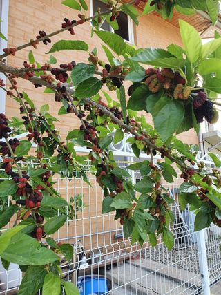 두학황토집님의 자유주제 · 자유게시판 작성글 사진