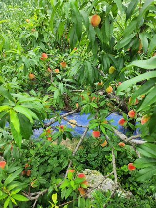 두학황토집님의 자유주제 · 자유게시판 작성글 사진