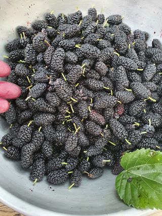 두학황토집님의 자유주제 · 자유게시판 작성글 사진