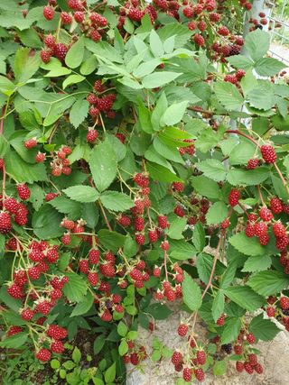 두학황토집님의 자유주제 · 자유게시판 작성글 사진